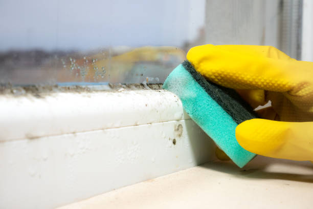 Best Home Mold Removal  in Sinton, TX