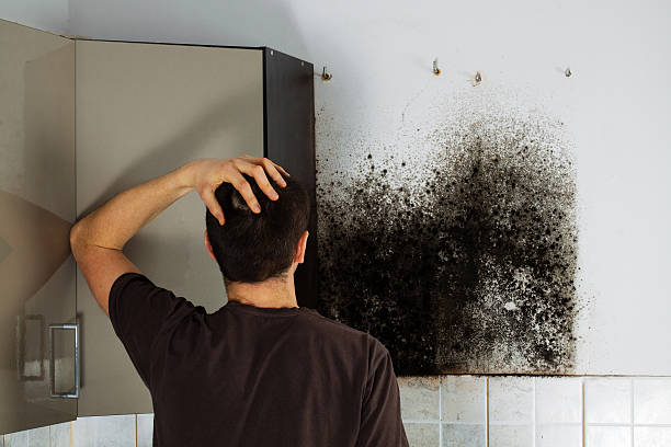 Best Black Mold Removal  in Sinton, TX