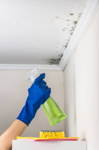 Crawl Space Mold Removal in Sinton, TX